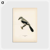 アートポストカード-Great Grey Shrike
 - スヴェンスカ フォグラル Postcard.