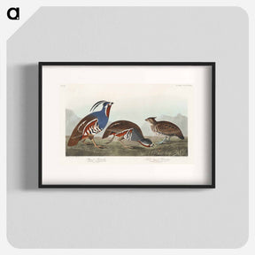 アートポスター-Plumed Partridge and Thick-legged Partridge from Birds of America
 - アメリカの鳥たち Poster.