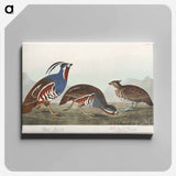 アートパネル-Plumed Partridge and Thick-legged Partridge from Birds of America
 - アメリカの鳥たち Canvas.