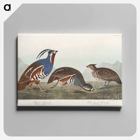 アートパネル-Plumed Partridge and Thick-legged Partridge from Birds of America
 - アメリカの鳥たち Canvas.