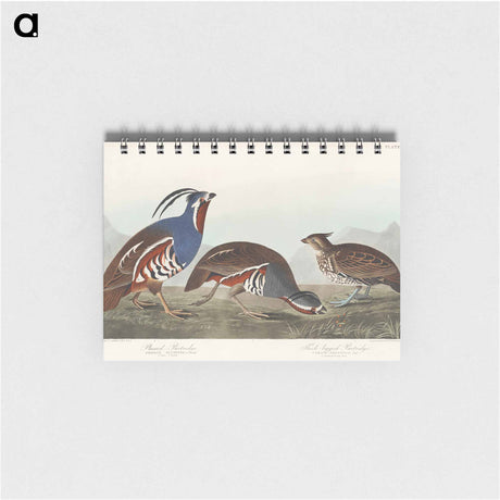 アートメモ帳-Plumed Partridge and Thick-legged Partridge from Birds of America
 - アメリカの鳥たち Memo.