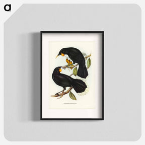 アートポスター-Gould's Neomorpha
 - オーストラリアの鳥 Poster.