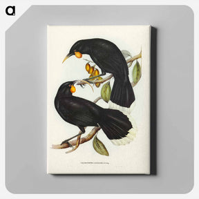 アートパネル-Gould's Neomorpha
 - オーストラリアの鳥 Canvas.