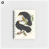 アートメモ帳-Gould's Neomorpha
 - オーストラリアの鳥 Memo.