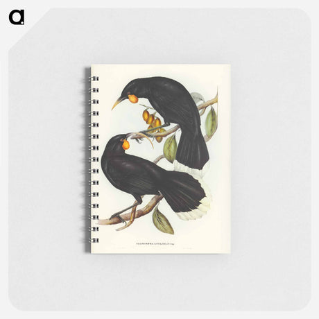 アートメモ帳-Gould's Neomorpha
 - オーストラリアの鳥 Memo.
