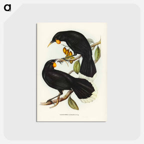アートポストカード-Gould's Neomorpha
 - オーストラリアの鳥 Postcard.