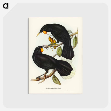 アートポストカード-Gould's Neomorpha
 - オーストラリアの鳥 Postcard.