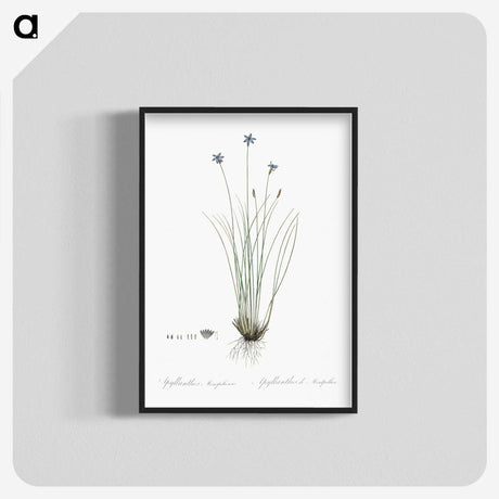 2-15_The-Lilies_blk-crop