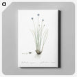 2-15_The-Lilies_canvas