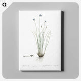 2-15_The-Lilies_canvas