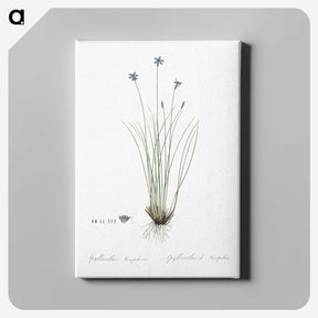 2-15_The-Lilies_canvas