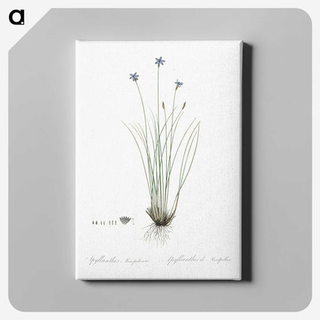 2-15_The-Lilies_canvas