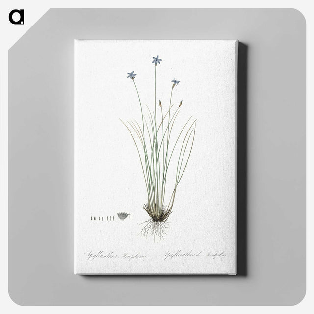 2-15_The-Lilies_canvas