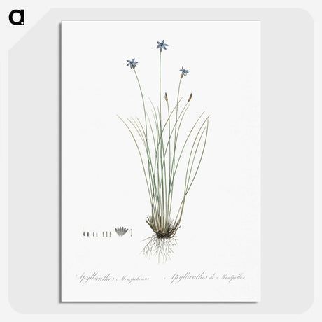 2-15_The-Lilies_picture-crop