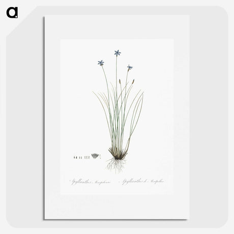 2-15_The-Lilies_picture