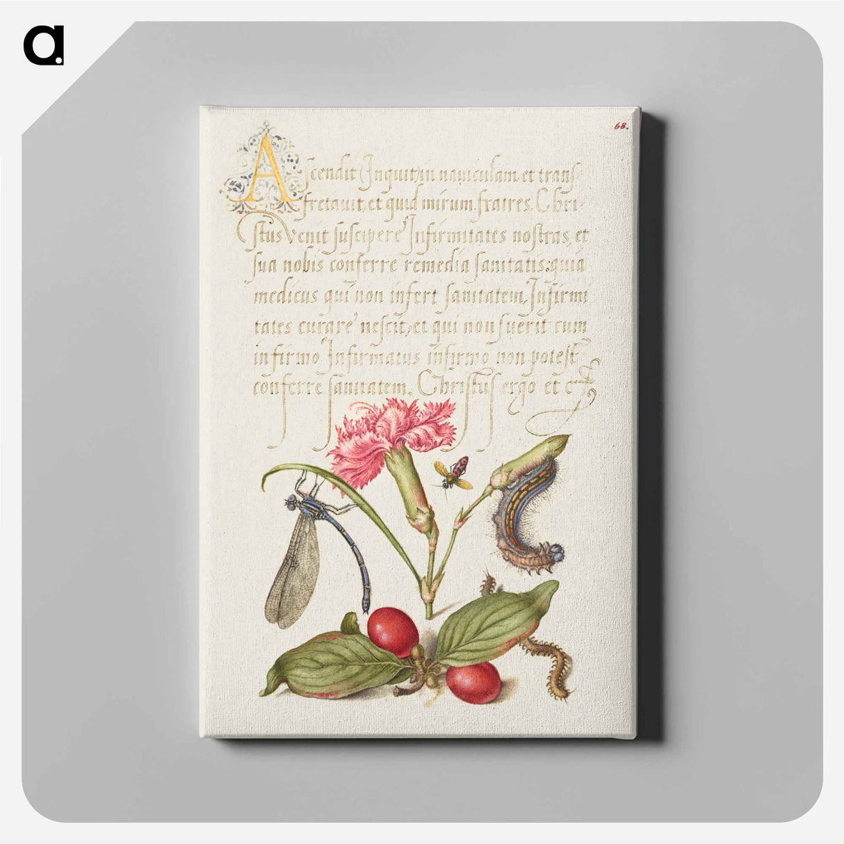 アートパネル-Damselfly, Carnation, Firebug, Caterpillar, Carnelian Cherry, and Centipede from Mira Calligraphiae Monumenta
 - 書道のお手本 Canvas.