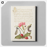 アートパネル-Damselfly, Carnation, Firebug, Caterpillar, Carnelian Cherry, and Centipede from Mira Calligraphiae Monumenta
 - 書道のお手本 Canvas.