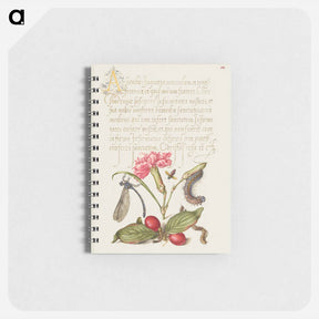 アートメモ帳-Damselfly, Carnation, Firebug, Caterpillar, Carnelian Cherry, and Centipede from Mira Calligraphiae Monumenta
 - 書道のお手本 Memo.