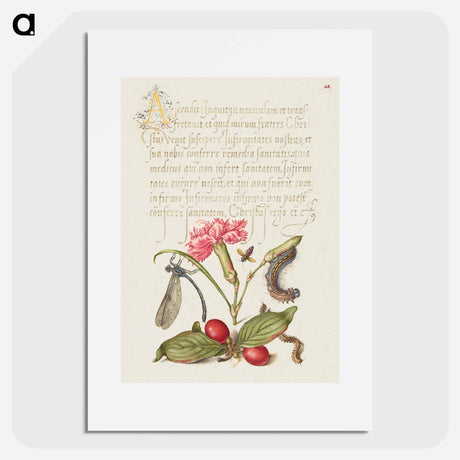 アートポスター-Damselfly, Carnation, Firebug, Caterpillar, Carnelian Cherry, and Centipede from Mira Calligraphiae Monumenta
 - 書道のお手本 Poster.