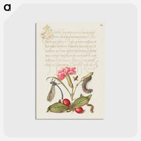 アートポストカード-Damselfly, Carnation, Firebug, Caterpillar, Carnelian Cherry, and Centipede from Mira Calligraphiae Monumenta
 - 書道のお手本 Postcard.