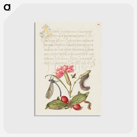 アートポストカード-Damselfly, Carnation, Firebug, Caterpillar, Carnelian Cherry, and Centipede from Mira Calligraphiae Monumenta
 - 書道のお手本 Postcard.