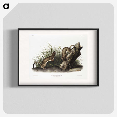 2-15_The-Viviparous-Quadrupeds_blk