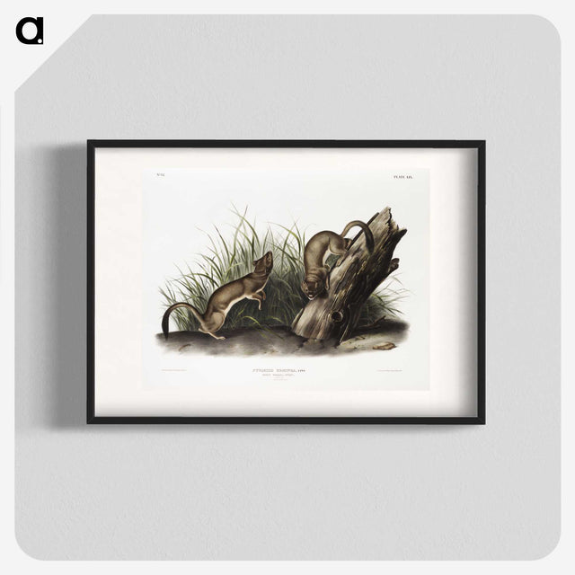 2-15_The-Viviparous-Quadrupeds_blk