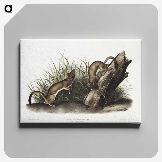 2-15_The-Viviparous-Quadrupeds_canvas