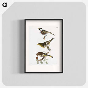 アートポスター-The Chestnut-sided Warbler - ニューヨークの動物学 Poster.
