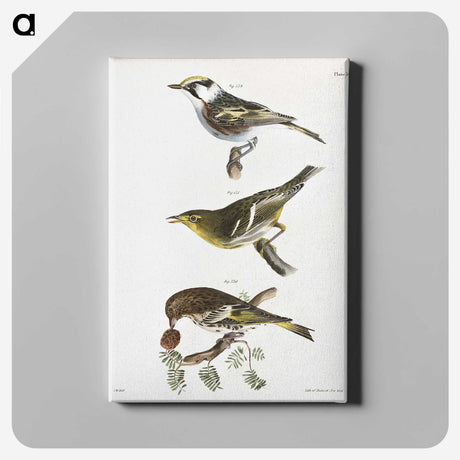 2-15_Zoology-of-New-York_canvas