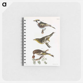 アートメモ帳-The Chestnut-sided Warbler - ニューヨークの動物学 Memo.
