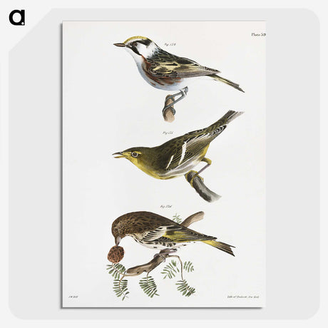2-15_Zoology-of-New-York_picture-crop