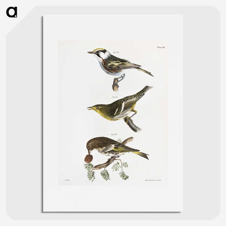 2-15_Zoology-of-New-York_picture