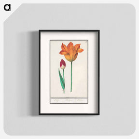 アートポスター-Tulip - アンセルムス ボエティウス デ ブート Poster.