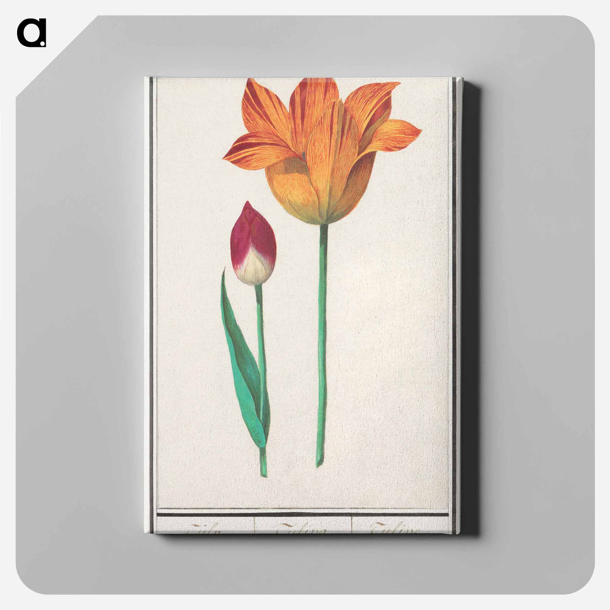 Tulip - アンセルムス ボエティウス デ ブート Canvas.
