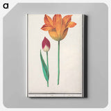 Tulip - アンセルムス ボエティウス デ ブート Canvas.
