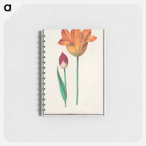 アートメモ帳-Tulip - アンセルムス ボエティウス デ ブート Memo.