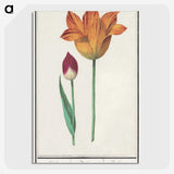 2-16_Anselmus-Boetius-de-Boodt_picture-crop