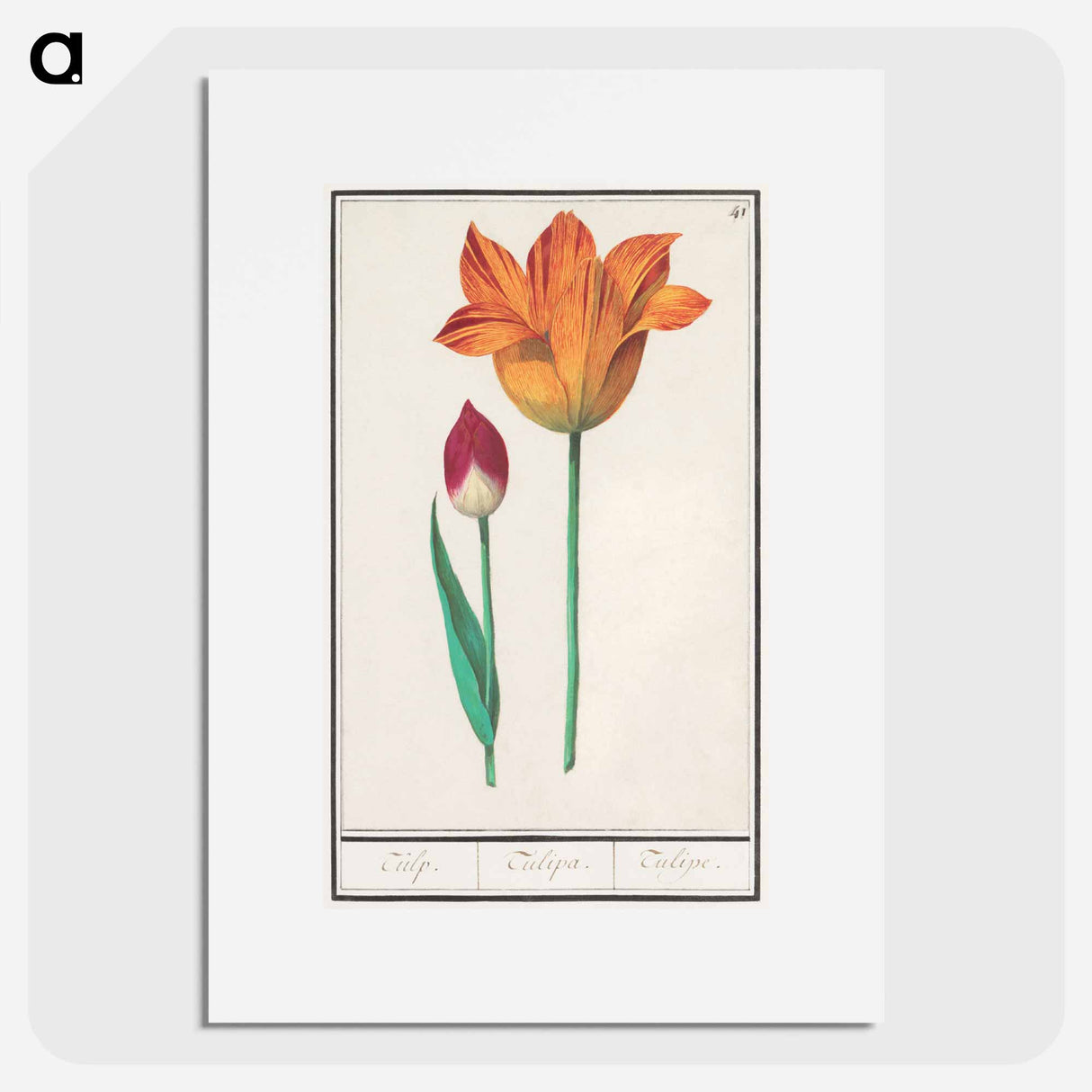 Tulip - アンセルムス ボエティウス デ ブート Poster.