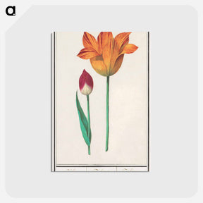 アートポストカード-Tulip - アンセルムス ボエティウス デ ブート Postcard.