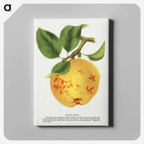 2-16_Botanical-Specimen-Plates_canvas