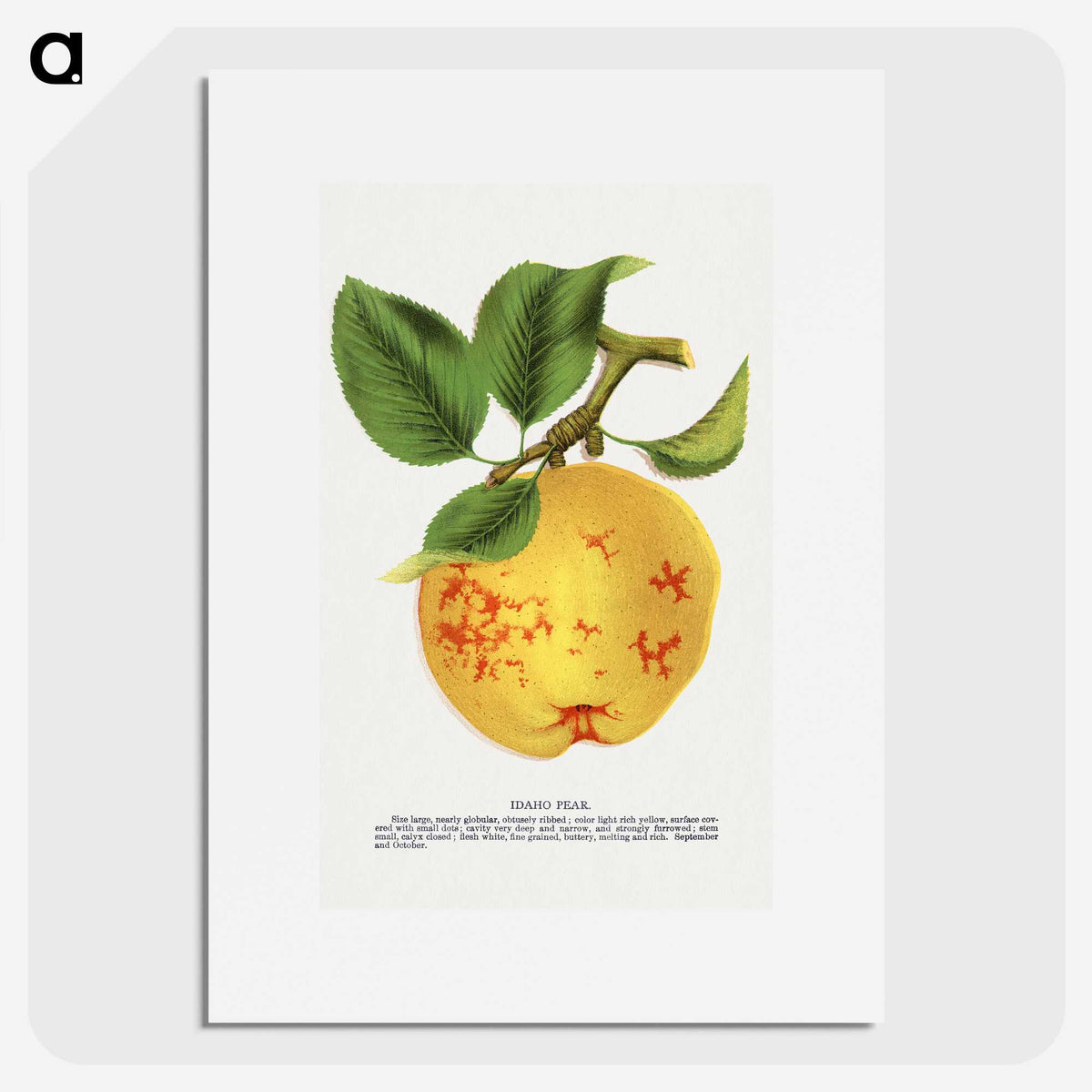 2-16_Botanical-Specimen-Plates_picture