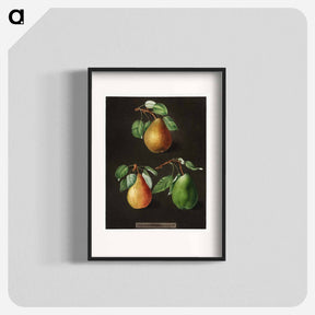 アートポスター-Pears
 - クリーブランド美術館 Poster.