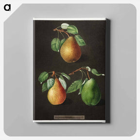 アートパネル-Pears
 - クリーブランド美術館 Canvas.