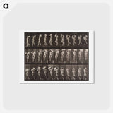 アートポストカード-Animal Locomotion Plate 133
 - エドワード マイブリッジ Postcard.
