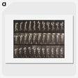 2-16_Eadweard-Muybridge_picture