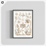 2-16_Ernst-Haeckel_blk-crop