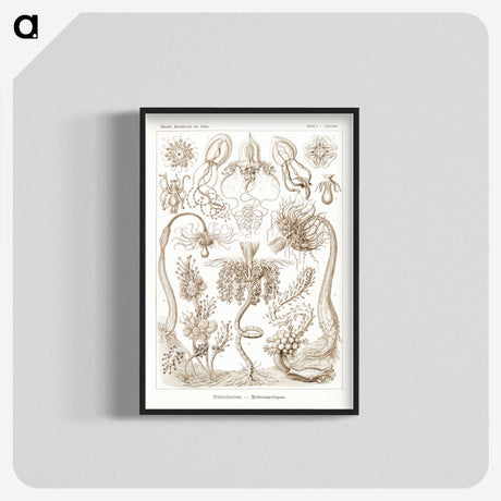 2-16_Ernst-Haeckel_blk-crop