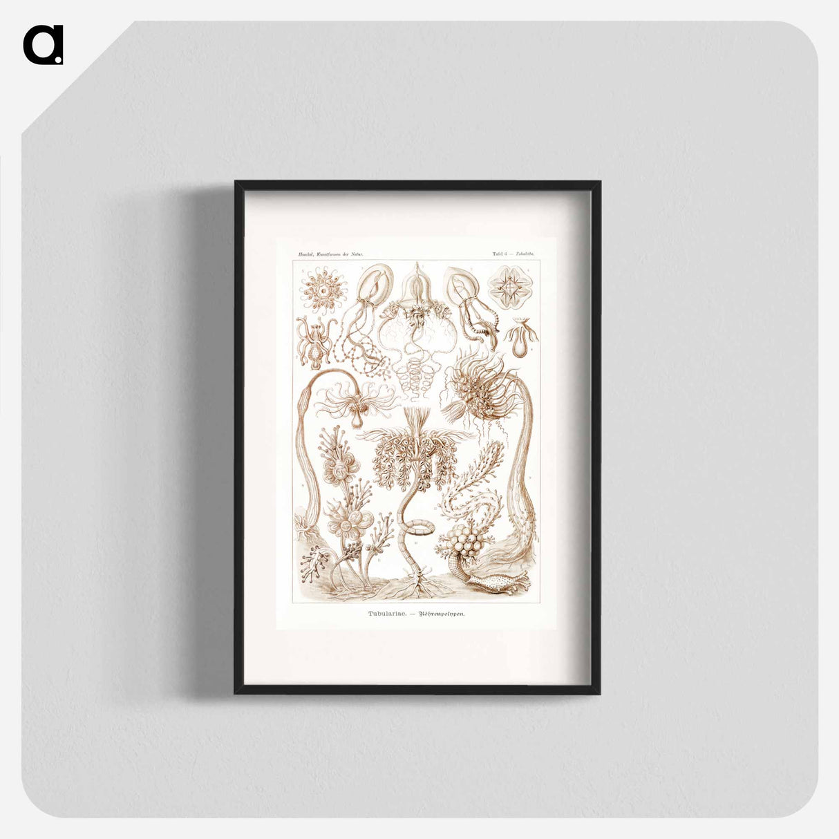 Diatomea–Schachtellinge from Kunstformen der Natur - エルンスト ヘッケル Poster.