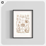 Diatomea–Schachtellinge from Kunstformen der Natur - エルンスト ヘッケル Poster.